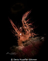 hairy shrimp algae shrimp (phycocaris simulans) by Deniz Muzaffer Gökmen 